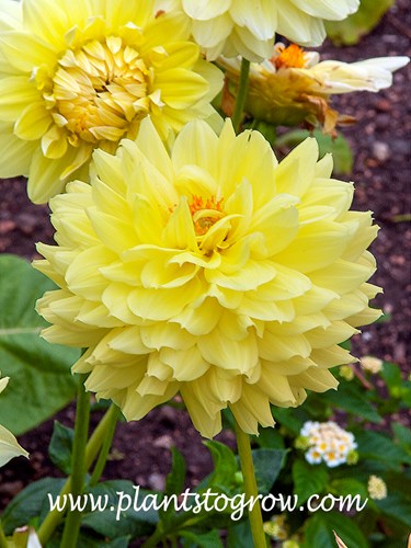 Lemon Kiss Dahlia (Dahlia)